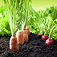   6 Must-Know Facts About The Miraculous Humic Acid
