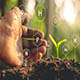   5 Amazing Benefits Of Humic Acid And Some Facts
